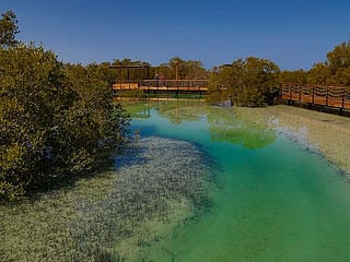 Photos: New mangrove park in Abu Dhabi to attracts thousands