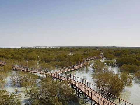 The stunning Jubail Mangrove Park in Abu Dhabi on 5th February, 2020. Photo Clint Egbert/Gulf News
