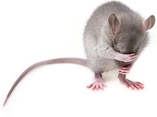 Australian Open: Don’t feed mice in your rooms, police tell players