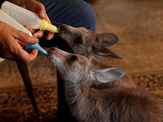 Photo essay: At home with couple who saved baby kangaroos from the bushfires