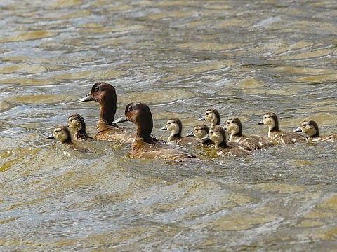 The world’s rarest duck, the Madagascar pochard