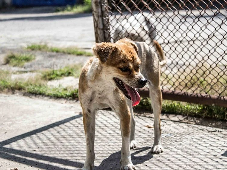 OPN STRAY DOG