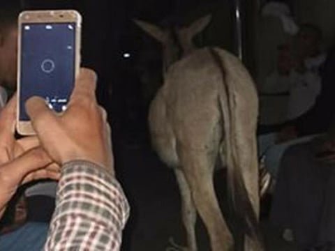 A donkey board a passenger train in Egypt, puts owner in trouble