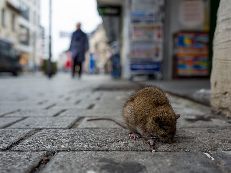 OPN RATS1-1581930357284