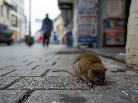 Getty Images/iStockphoto