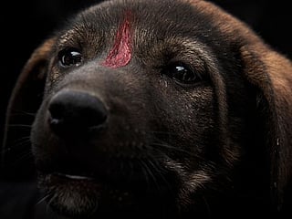 Street dogs in Egypt find love at last