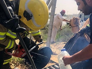 Video: Trapped camel rescued by firefighters in Umm Al Quwain