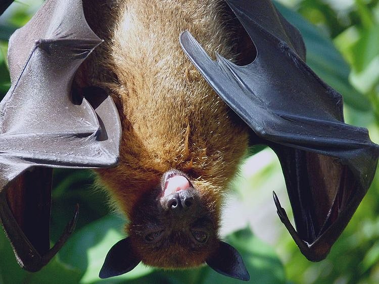 Bat