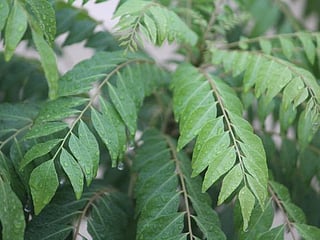 Diabetes management: These leaves can help