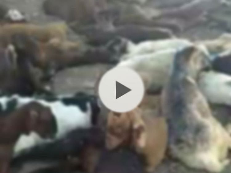 Viral video of sick animals prompts response from UAE Ministry