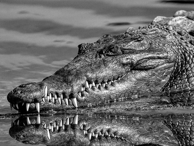 alligator generic