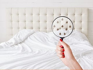 Why do the cockroaches keep coming back? All you need to know about pest control in the UAE