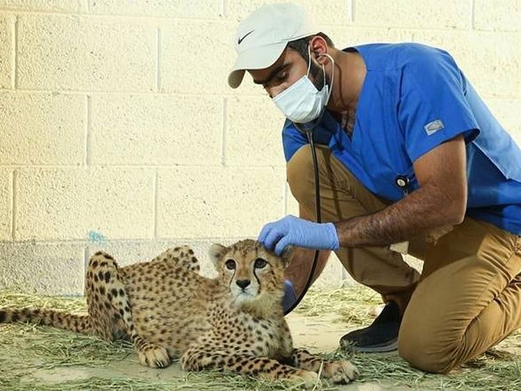 Al Ail Cheetah cub