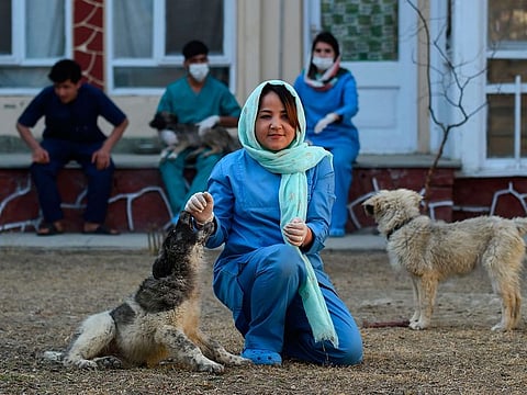 In this photograph taken on February 25, 2020 Head Veterinarian Tahera Rezai, 30, plays with dogs in the courtyard of the Kabul Small Animal Clinic in Kabul. As US troops prepare to leave Afghanistan, opening the door for a potential Taliban comeback, women across the war-torn country are nervous about losing their hard-won freedoms in the pursuit of peace. 
