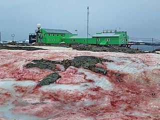 Pictures: Blood-red snow takes over Antarctica, here's why: