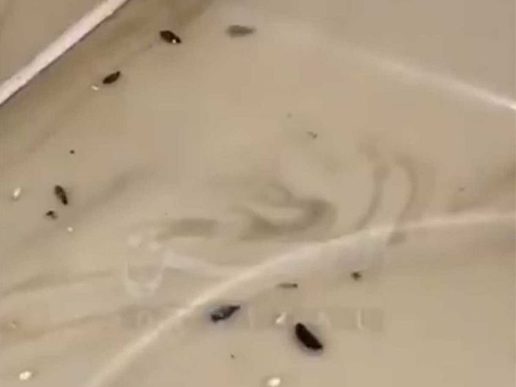 Untitled-3 rat droppings