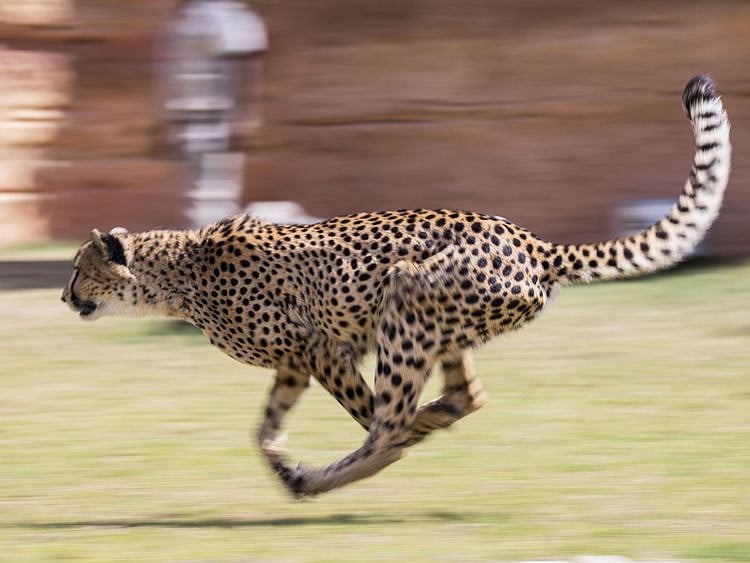 NAT 200303 CHEETAH-1583250815480