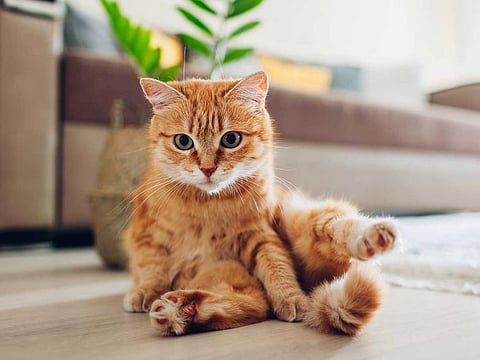 A welcome party of one