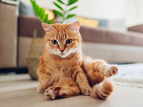 There was a cat-ch!