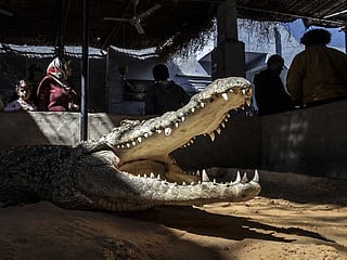 Egypt's Nubians tame crocodiles for selfie-snapping tourists