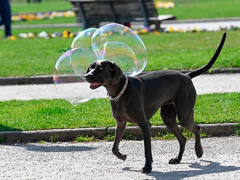 A dog plays with soap bubbles made by a street artist in a park in Stuttgart, southern Germany.