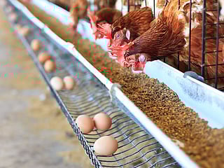 Pakistan’s new UniGold chicken lays over 200 eggs a year and ensures food security
