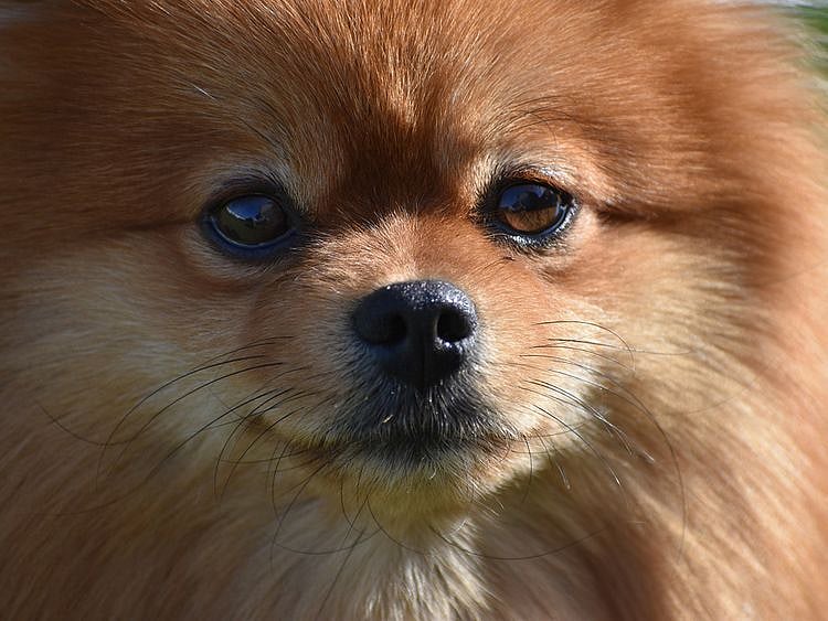 spitz pomeranian generic