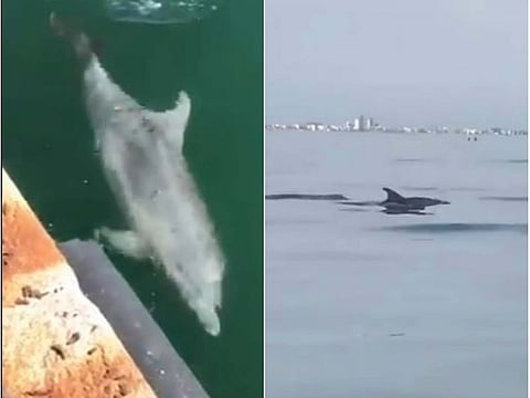 Dolphins in Venice, Italy
