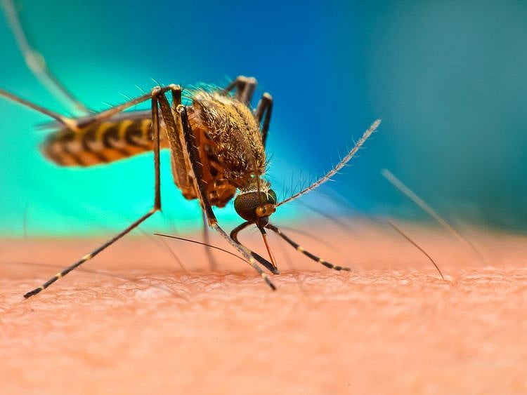 OPN 200320 Mosquitoes-1584695441904