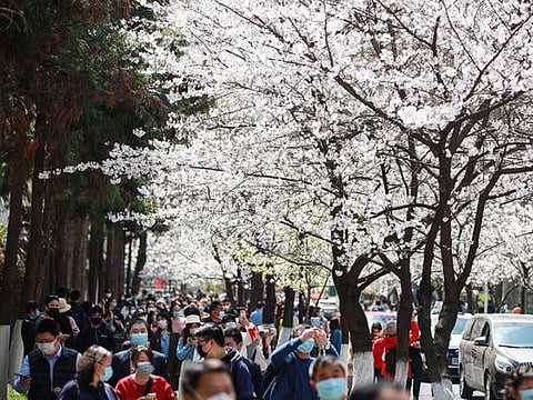 Cherry blossom viewing goes on despite coronavirus fears