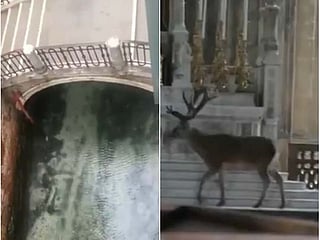 Videos: How Nature prospers amid coronavirus outbreak as humans slowdown