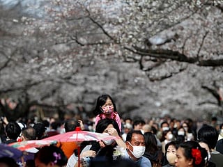 Japan: Japanese head out to see cherry blossoms despite coronavirus warnings 
