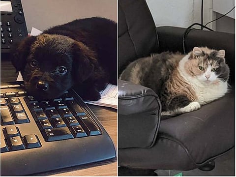 Pets taking over people's home office, hilarious posts emerge online