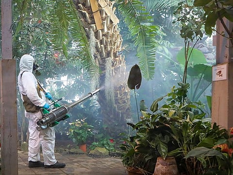 An employee disinfects in the Botanical Garden in Moscow, Russia, Wednesday, March 25, 2020.