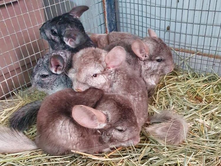 146 birds and animals subject to an attempted smuggling bid in UAE