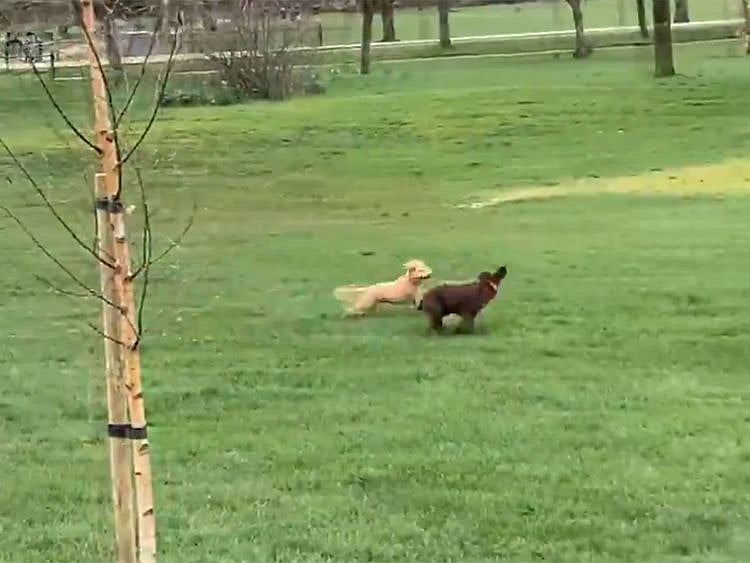 Nick Heath commentates on dogs playing in the park