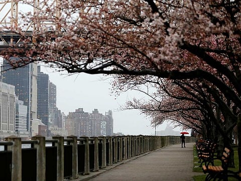 A person walks under the blossoms along the Roosevelt Island Historical Walk during the outbreak of the coronavirus disease (COVID-19) on Roosevelt Island in New York City, US, on March 28, 2020.