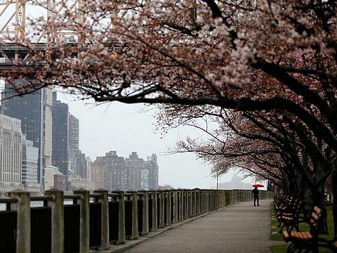 A person walks under the blossoms along the Roosevelt Island Historical Walk during the outbreak of the coronavirus disease (COVID-19) on Roosevelt Island in New York City, US, on March 28, 2020