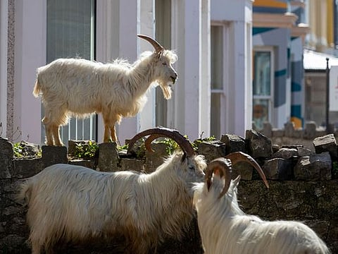 Goats in a ghost town: Animals take over deserted Welsh resort