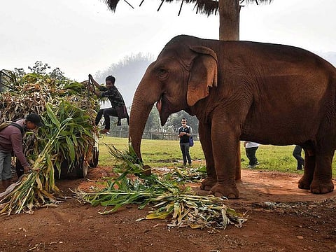 Mahouts feed elephants rescued from the tourism and logging trade at the Elephant Nature Park in the northern Thai province of Chiang Mai on March 13, 2020.