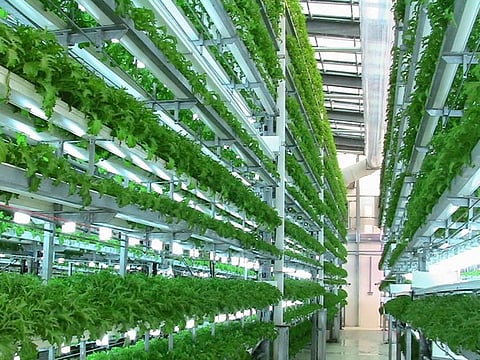 An agrotunnel where fruit and vegetables are grown indoors under a controlled environment