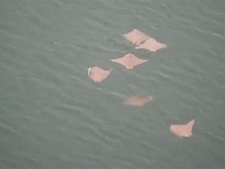 Oman cownose rays spotted in Dubai Marina