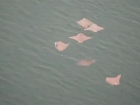 Oman cownose rays spotted in Dubai Marina