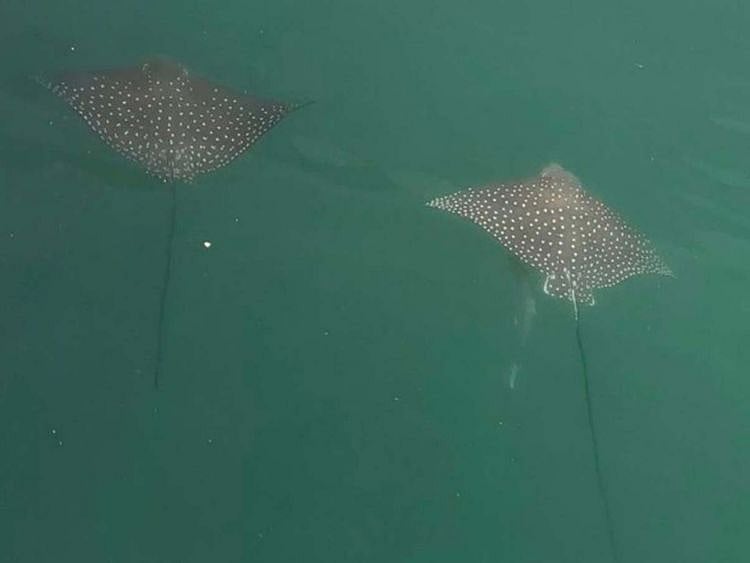 Spotted eagle rays in Dubai