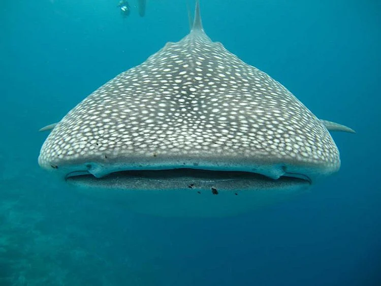 Whale shark