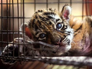 Meet Covid: The tiger born under quarantine in Mexico