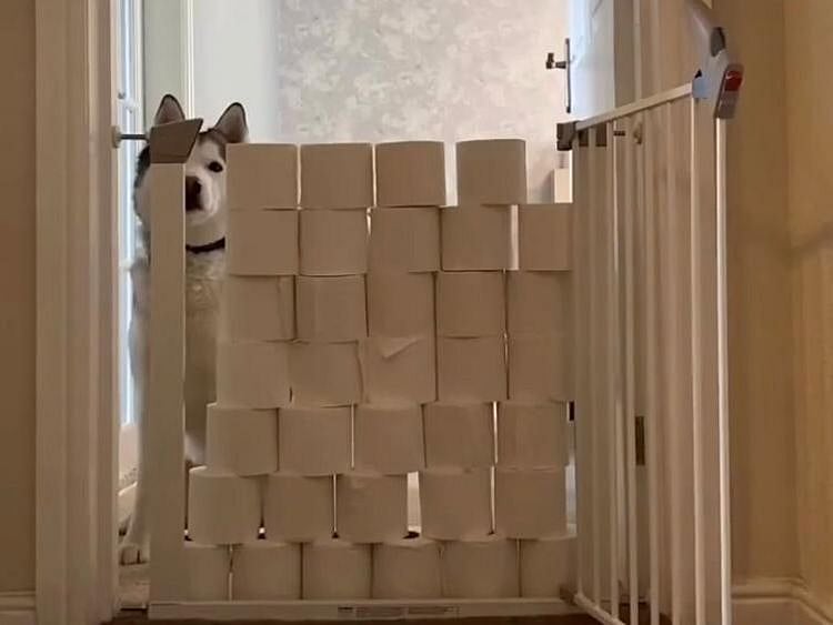 New #toiletpaperchallenge takes Instagram by storm