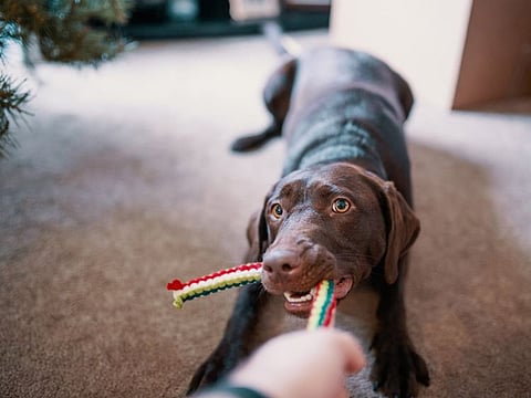 I treasure my dog walks in a new way: with a wary knowledge of danger