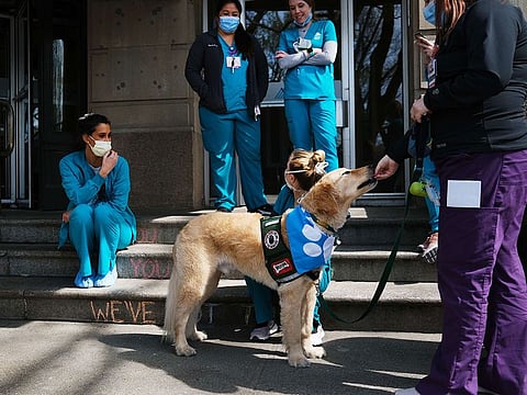 Nurses at Mount Sinai Hospital sit during a break with a therapy dog on April 07, 2020 in New York City.