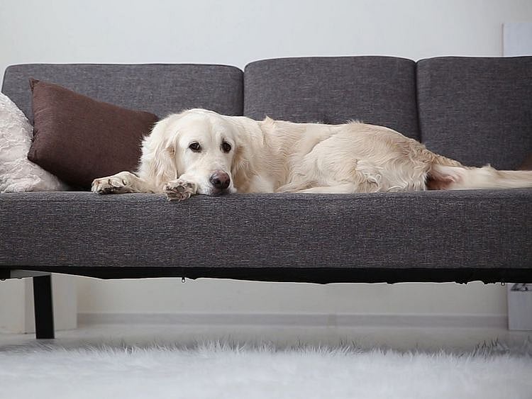 How to take care of your pets during quarantine